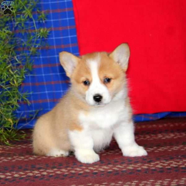 Haven, Pembroke Welsh Corgi Puppy
