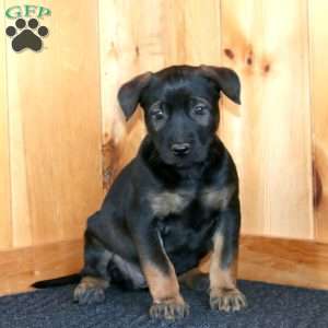 Haven, Belgian Malinois Puppy