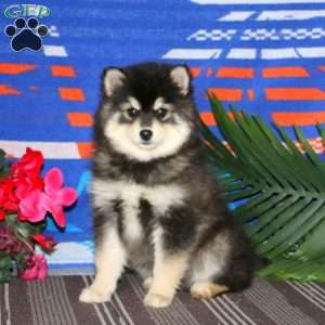 Haven, Pomsky Puppy