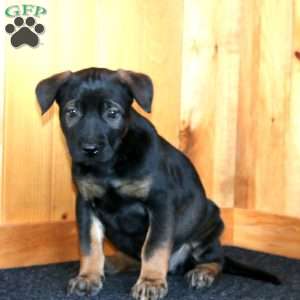 Haven, Belgian Malinois Puppy