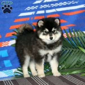 Haven, Pomsky Puppy