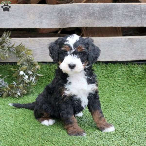 Hayden, Mini Bernedoodle Puppy