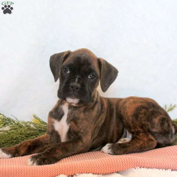 Hayes, Boxer Puppy