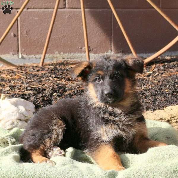 Hayes, German Shepherd Puppy