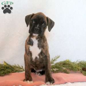 Hayes, Boxer Puppy