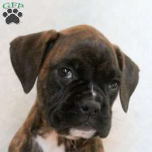 Hayes, Boxer Puppy