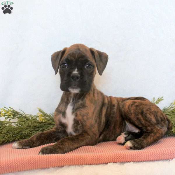 Hazel, Boxer Puppy