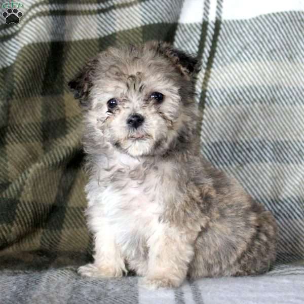 Hazel, Havanese Puppy