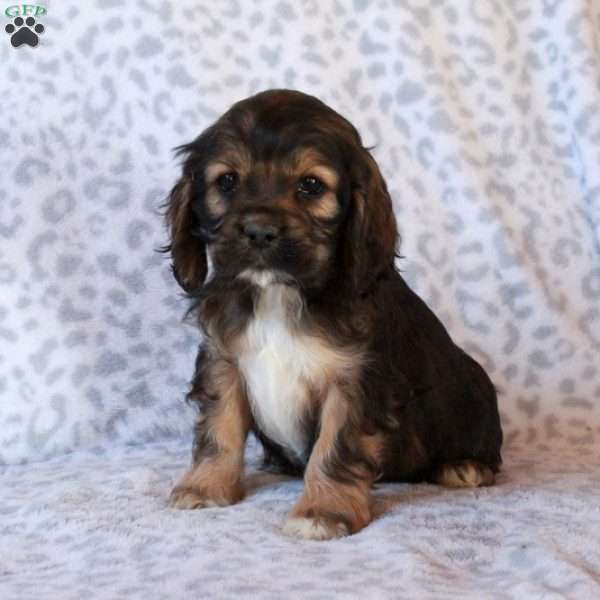 Hazel, Cocker Spaniel Puppy