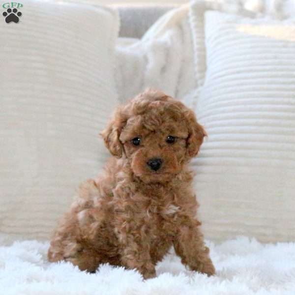 Hazel, Miniature Poodle Puppy
