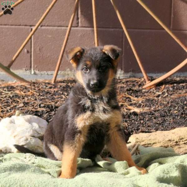 Hazel, German Shepherd Puppy