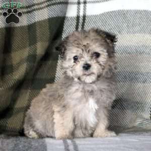 Hazel, Havanese Puppy