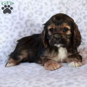Hazel, Cocker Spaniel Puppy