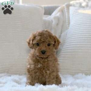 Hazel, Miniature Poodle Puppy