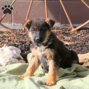 Hazel, German Shepherd Puppy