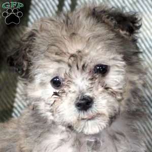 Hazel, Havanese Puppy