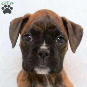 Hazel, Boxer Puppy