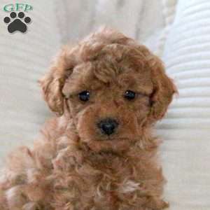 Hazel, Miniature Poodle Puppy