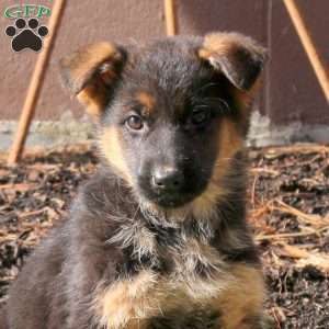 Hazel, German Shepherd Puppy
