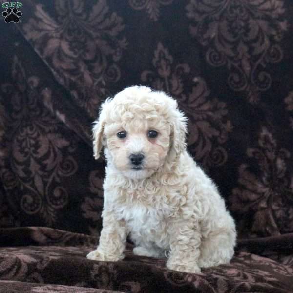 Heath, Bich-Poo Puppy