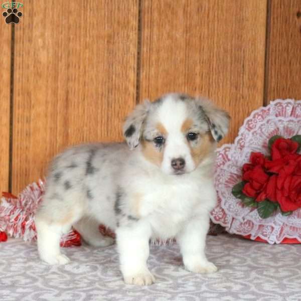 Heather, Welsh Corgi Mix Puppy
