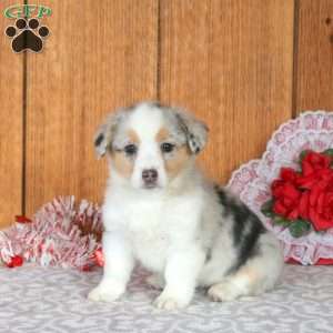 Heather, Welsh Corgi Mix Puppy