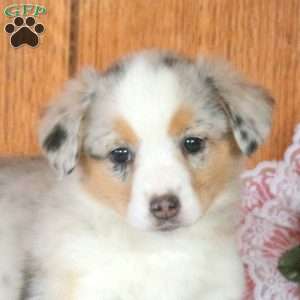 Heather, Welsh Corgi Mix Puppy