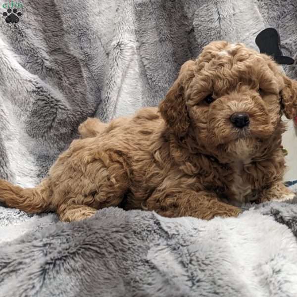 Heather, Mini Goldendoodle Puppy