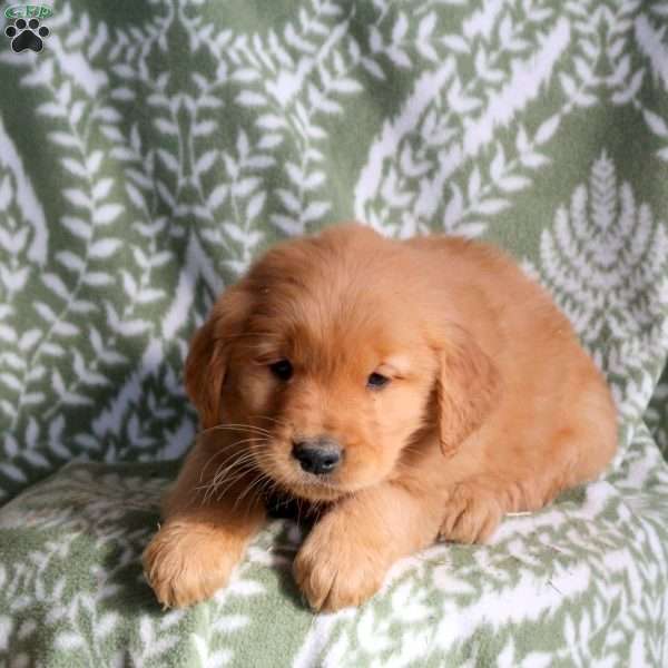 Hector, Golden Retriever Puppy