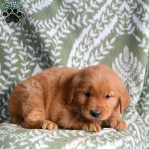 Hector, Golden Retriever Puppy
