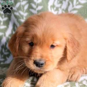 Hector, Golden Retriever Puppy