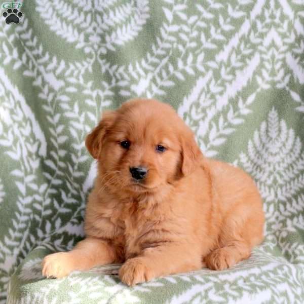 Heidi, Golden Retriever Puppy