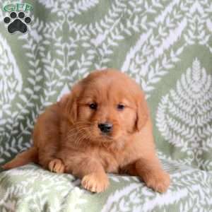 Heidi, Golden Retriever Puppy