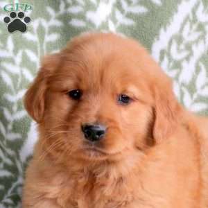 Heidi, Golden Retriever Puppy