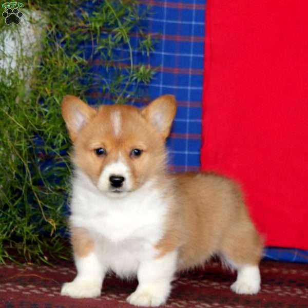 Heidi, Pembroke Welsh Corgi Puppy