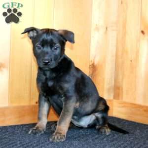 Heidi, Belgian Malinois Puppy