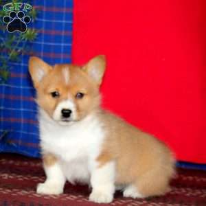 Heidi, Pembroke Welsh Corgi Puppy