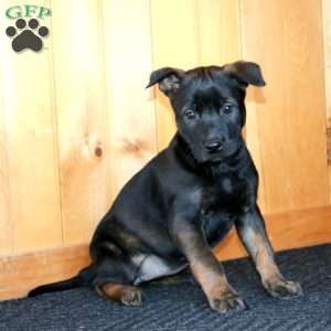 Heidi, Belgian Malinois Puppy