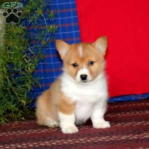 Heidi, Pembroke Welsh Corgi Puppy