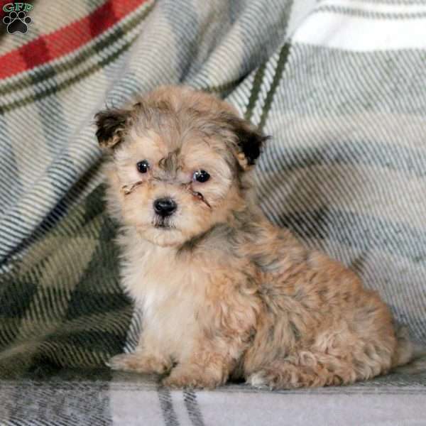 Helena, Havanese Puppy