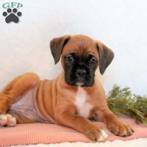 Helena, Boxer Puppy