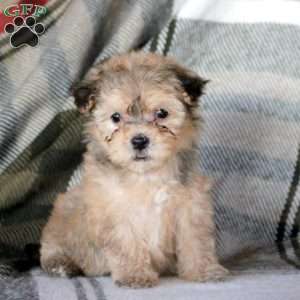 Helena, Havanese Puppy