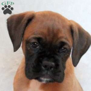 Helena, Boxer Puppy