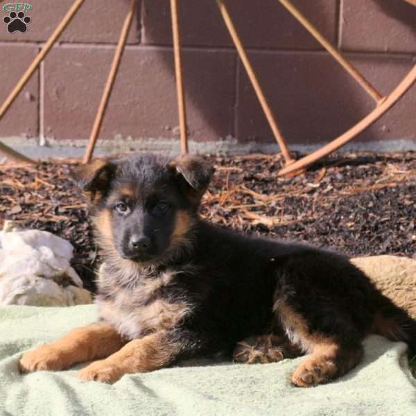 Henry, German Shepherd Puppy