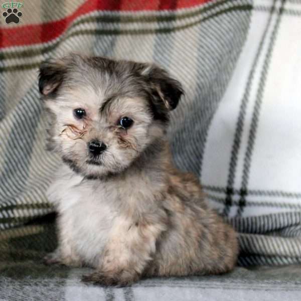 Henry, Havanese Puppy
