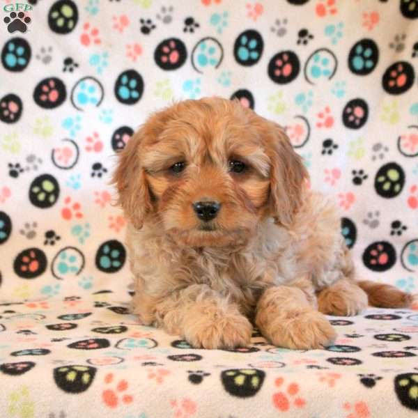 Henry, Cavapoo Puppy