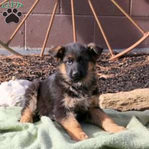 Henry, German Shepherd Puppy