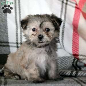 Henry, Havanese Puppy