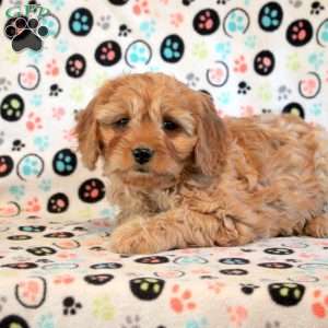 Henry, Cavapoo Puppy