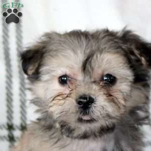 Henry, Havanese Puppy